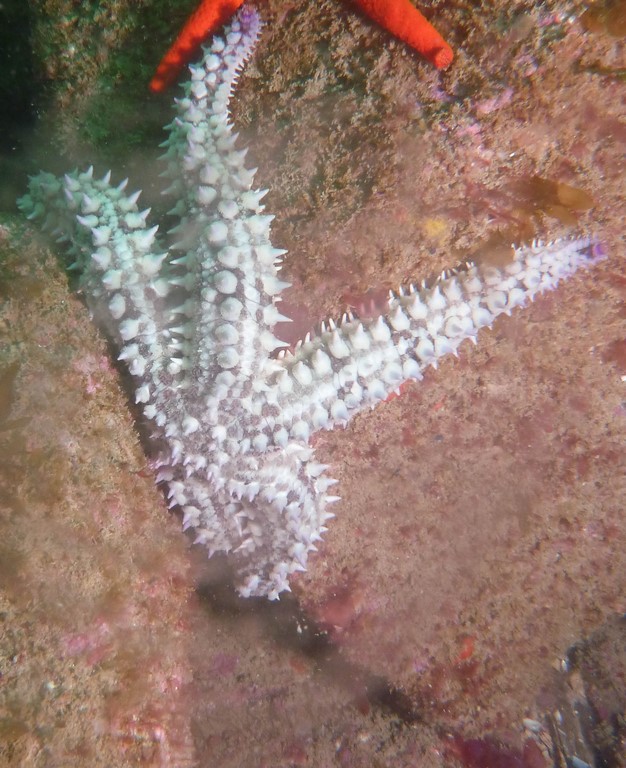 Marthasterias glacialis Marthasterias glacialis
